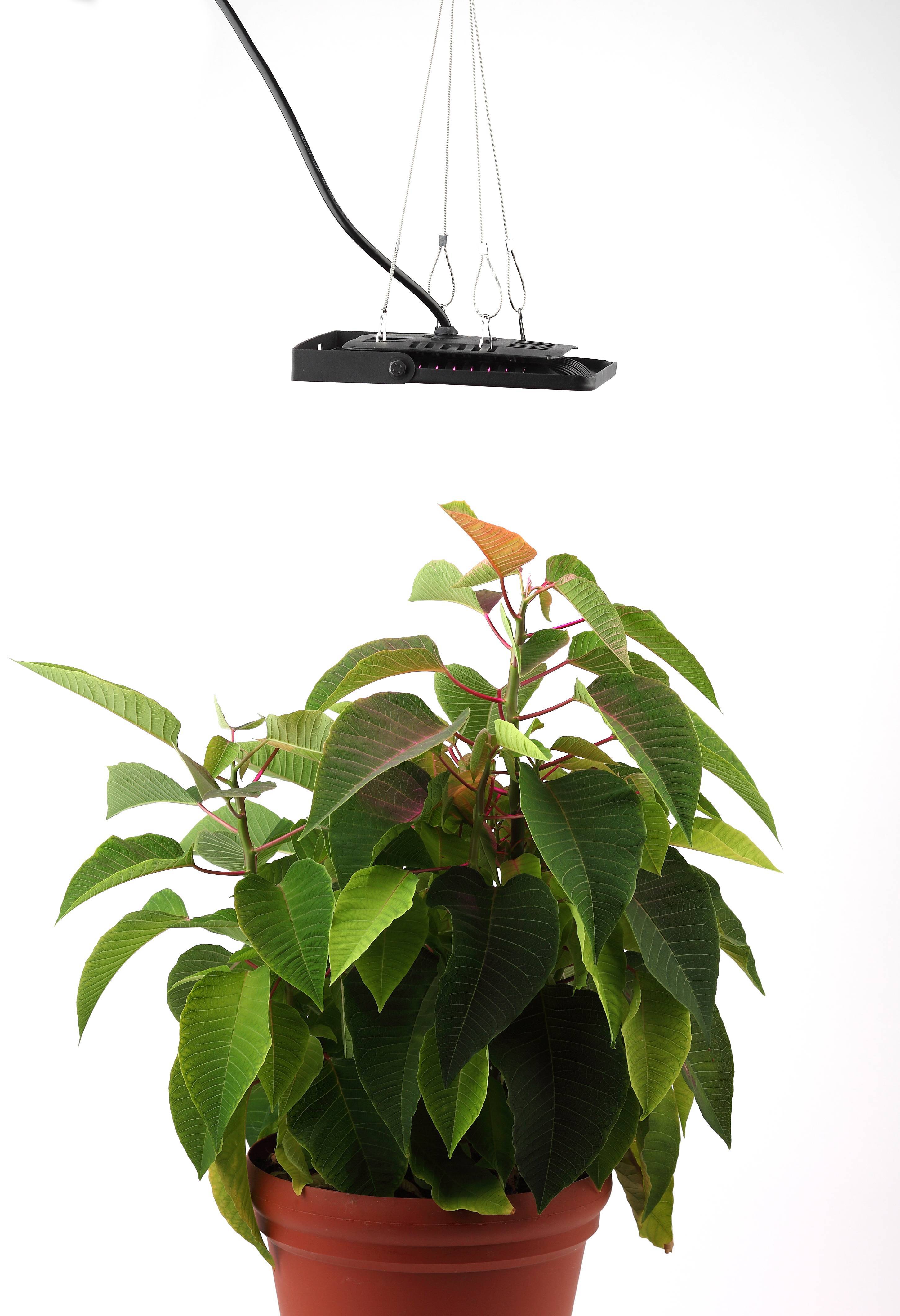 Прожектор для растений